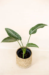 Schismatoglottis wallichii Hook F.
